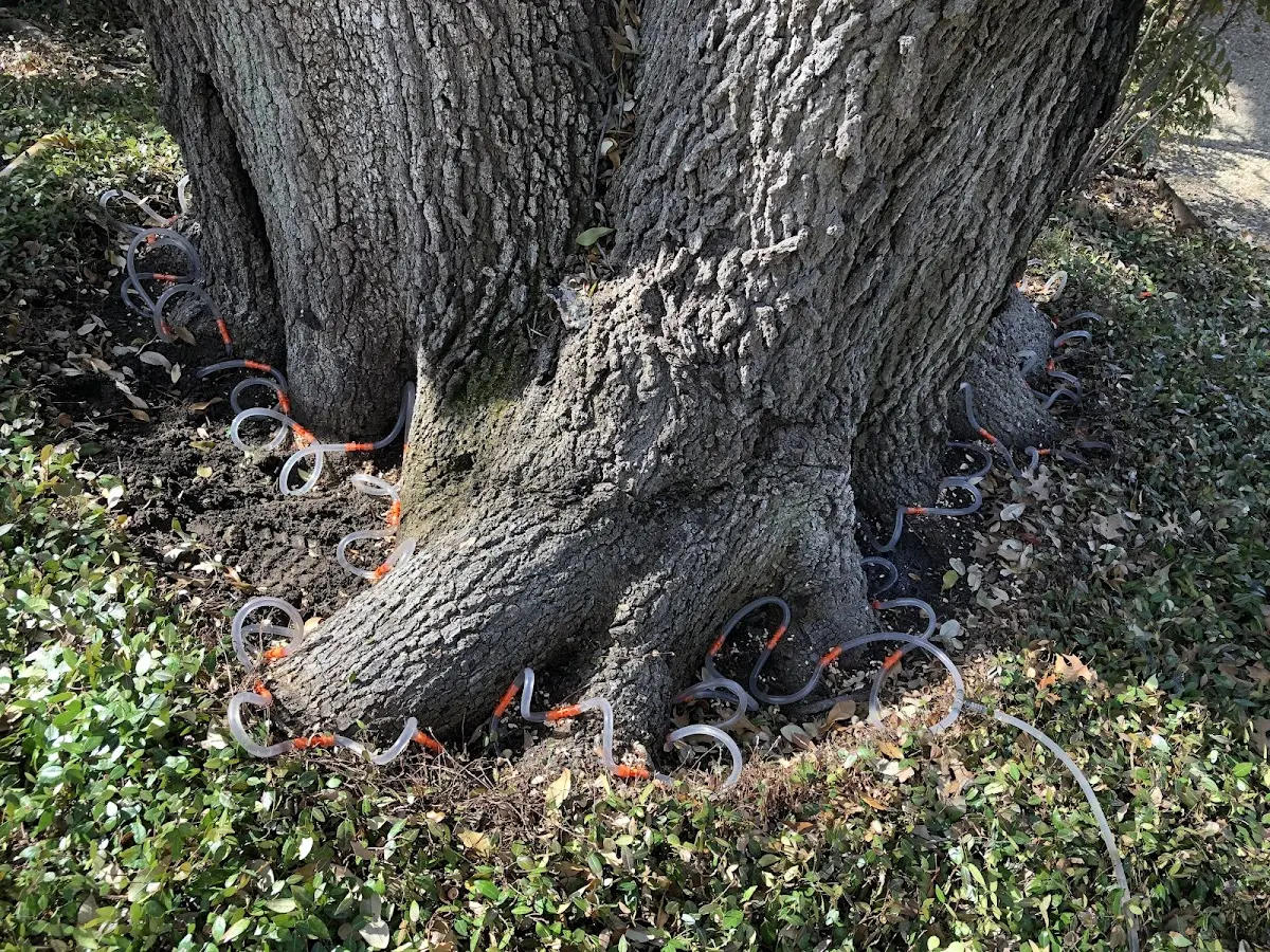 Detailed Tree Cabling and Bracing job site in Almond