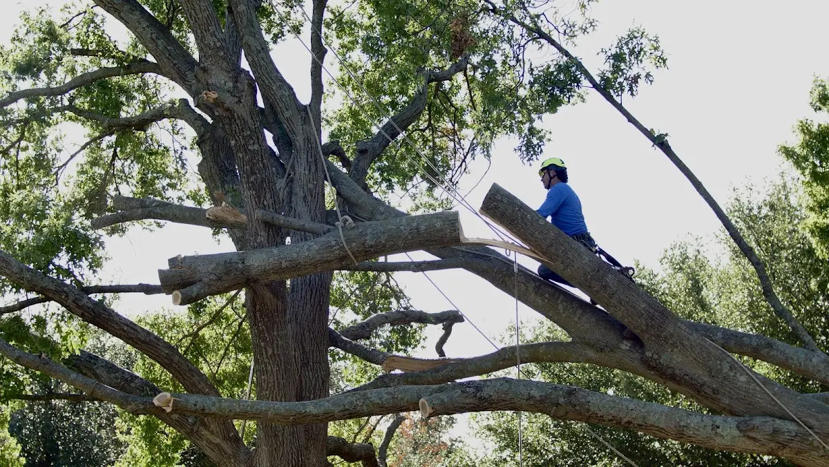 Professional Hazardous Tree Removal performed by certified arborists in Almond