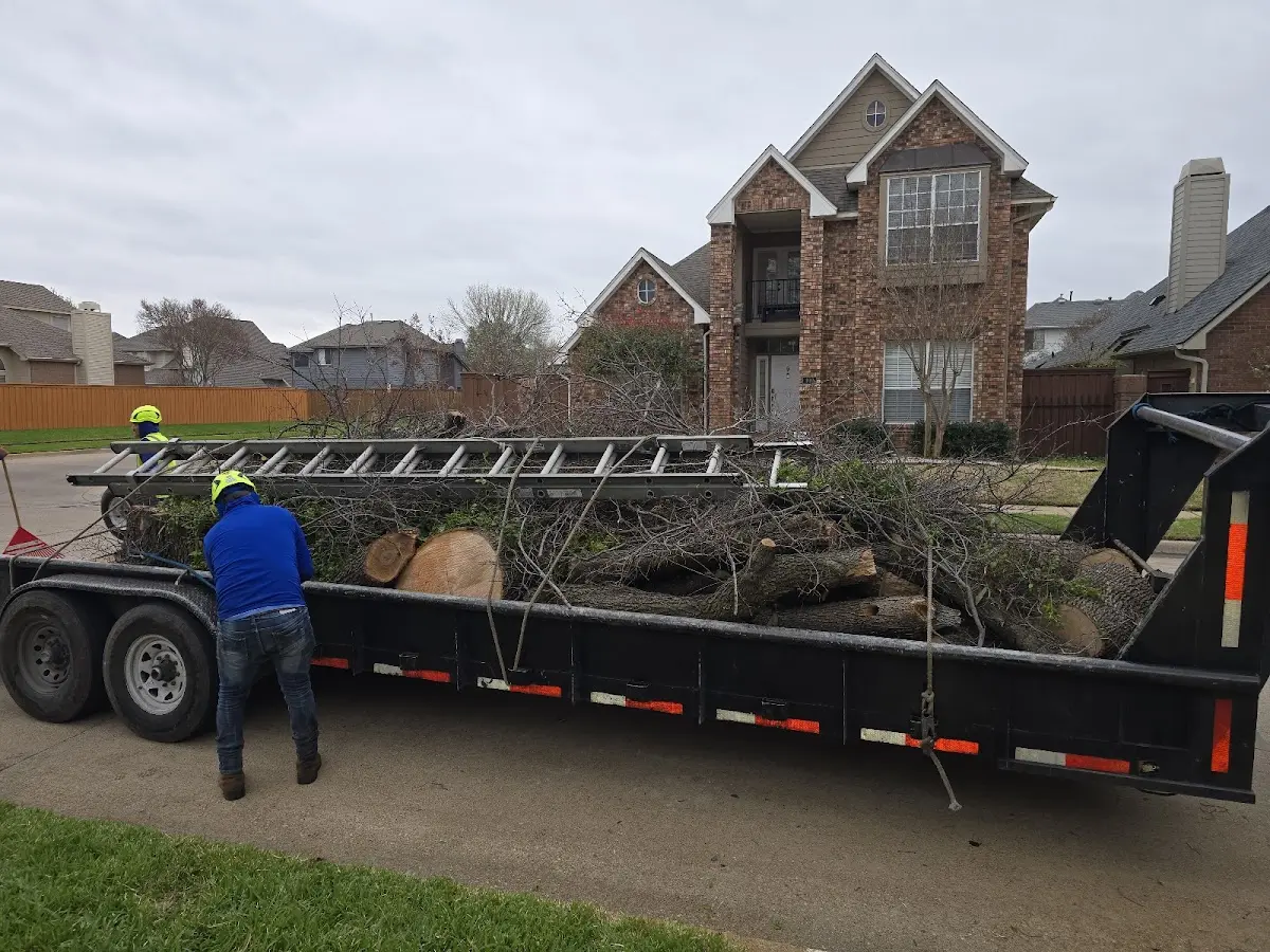 Expert Tree Removal with proper safety equipment in Almond